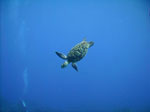 scuba diving in cozumel, mexico